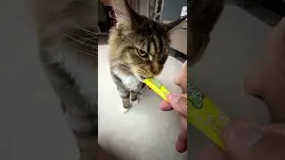 Кот Мейн-Кун, наш кот Арчи