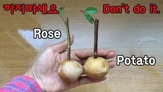 How to plant failed rose in potato