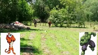 Carrera entre toño VS hulk
