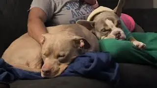 Podrá aprender a compartir el amor de su abuela con su travieso hermano cachorro?