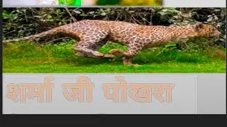 शर्मा जी के पास दिखा तेंदुआ गांव में मची हड़कंप
