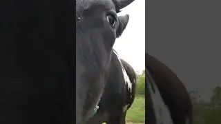Закон свободной воли