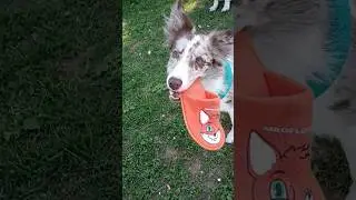 Нашли лису 😂 #бордерколли #лисичка #ямиледисказка #bordercollie #собака #тапок @Mila_PopDog