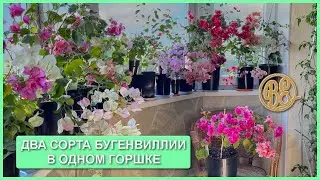 Два сорта бугенвиллии в одном горшке