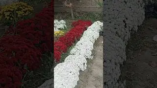 +998770086100 XIRIZANTIMA GULLAR SOTUVDA ZAKAS BERISHLAR MUMKIN #uzbekistan #rec #fruit #shortvideo