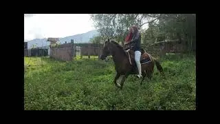 Whipping my horse and training it! Mail me on helenabelkysgomez@gmail.com for the full clip!