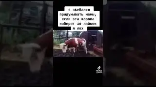 Корова танцует! Хвхах