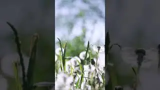 Поле одуванчиков