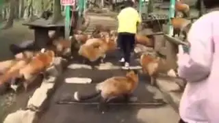 Competitive Melee in a Nutshell