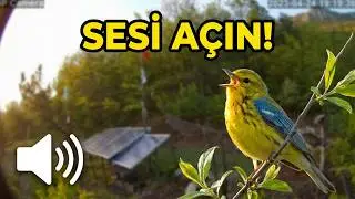Yaz ayının habercisi kuşlar.. SESİ AÇIN.. 🔊🔊🐦