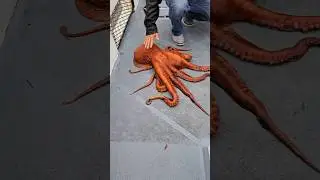 No one will be able to catch...