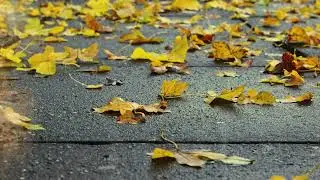 Ах эта осень ! 🍂🍁🍂