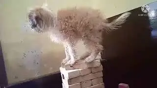 can we get 500 comments or this dog will bite you