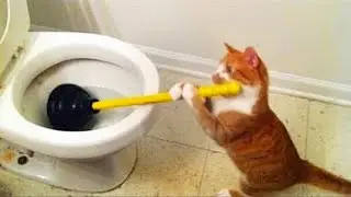 Смешное видео (неудачи)...Super FUNNY VIDEOS (failures)... Top