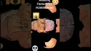#Amazing 😯Facts #Human Brain#biology