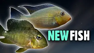 New AQUARIUM FISH-Albino Heckelii and Balzanii Cichlid !