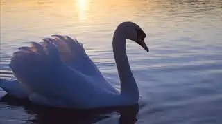 Saint-Saens: The Swan - Seeli Toivio & Nazareno Ferruggio