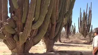 Sonora México 2023 “desierto de Sonora”  en el territorio Comcaac comunidad” SERI”