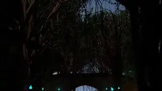 Through the forest