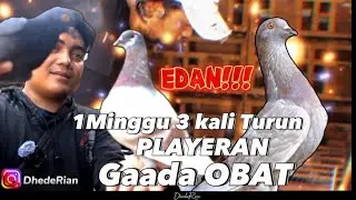 NGERI KALI‼️ GEBER INI BURUNG BIKIN ASEM LAMBUNG KUMAT‼️🤕🤢