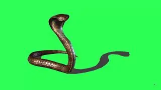 Green Screen - King Cobra
