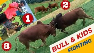 Bullfighting, Kids Playing & Stories: Unforgettable Vlog | Tapha Ijoollee fi Lola Loonii