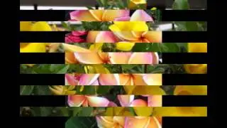 Алламанда-Энциклопедия  растений