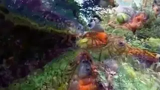 Trip in the Forest ♥  ૐ ♥ ૐ ♥