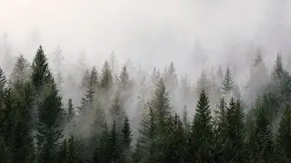 Soaring over the Slumbering Forest (When Rain Meets Winter part 2)