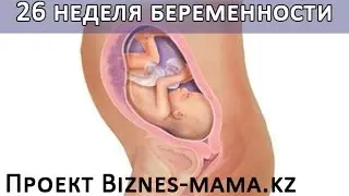 26 неделя беременности