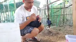 GAMOT SA NANGANGAYAT NA MANOK | MAY BULATI YAN DAPAT PURGAHIN