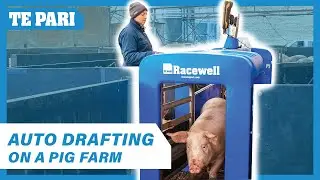 Weighing and Drafting Pigs in HALF the time | Helen Andrews
