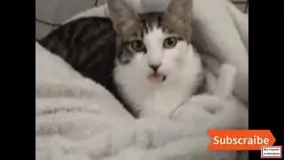 КОТА ПРЕТ | ПРИКОЛЬНЫЕ КОШКИ Лучшие видео приколы