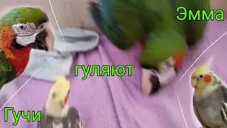 Гучи и Эмма совместное видео с голосом.Попугай Ара и Корелла гуляют вместе.Прогулка Гучи и Эммы