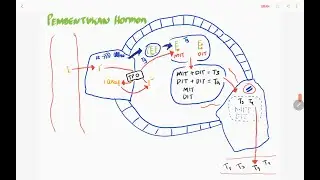 Thyroid Gland 1: Formation of Thyroid Hormones