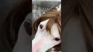 I Tought It Was Shakira :/ tiktok mistermainer 