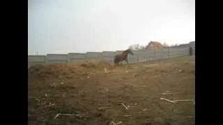 в1.avi