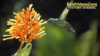 Flying Humming Bird Good Morning Whatsapp MMS