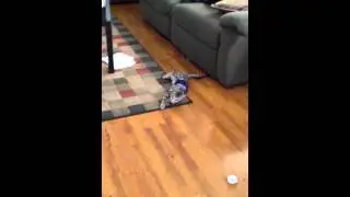 Bengal Cat Loves Rolling