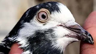 Jonsira Teddy Kabootar | Pakistani Pigeons