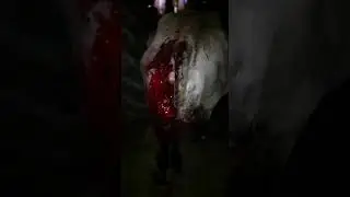 kurtlar ineyi ayakta yediler