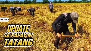 P1 - Baliktarin naman Natin ang mga Palay na Dumapa - EP1563