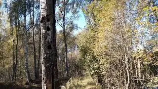 Старые дома дятлов)