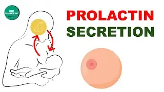 Prolactin Secretion Physiology | Relevance in Pharmacology