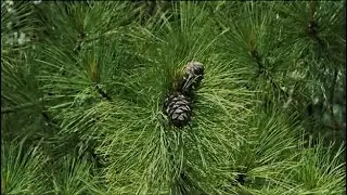 Хвойные деревья на даче