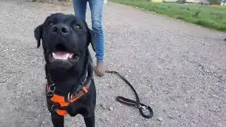 8 AF 10 HUNDE TRÆKKER 👉 ER DIN HUND EN AF DEM? I onlinehund.dk 🐾