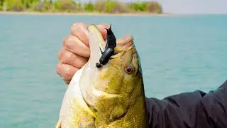 Making A Day of It (Ultra Clear Water Fishing)