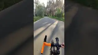 magic forest