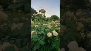 Кисловодск 🌷