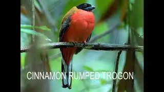 CINNAMON RUMPED TROGON - BIRDS OF BORNEO
